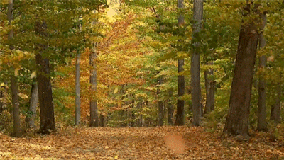 Because I'm from Hawaii, I've never experience actual seasons, like fall. Since I've moved to the mainland, I've felt and seen fall in person, and it's absolutely beautiful. The leafs change colors and fall, blanketing the ground in a nice orange shade. Love it.