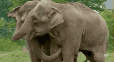 A non-profit organization where tourists and volunteers take care of old, sick and handicapped rescued elephants.