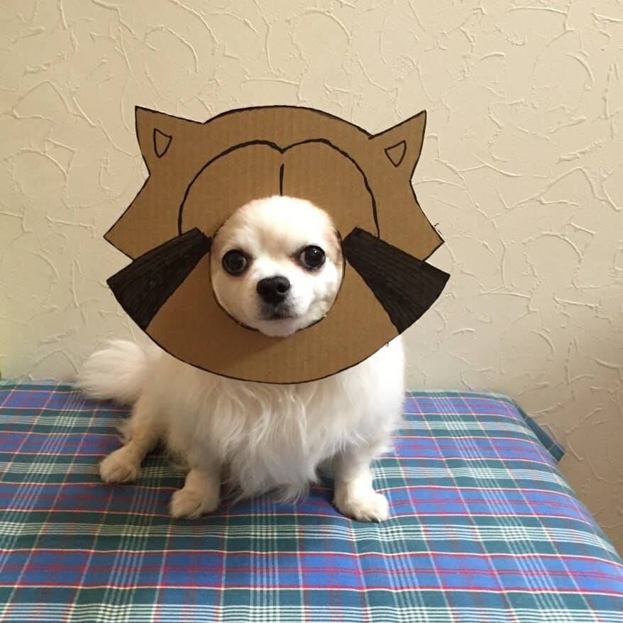 キュンかわ ダンボールをかぶったイヌが なんとも言えないくらいカワイイ キュンかわ ダンボールをかぶったイヌが なんとも言えないくらいカワイイ