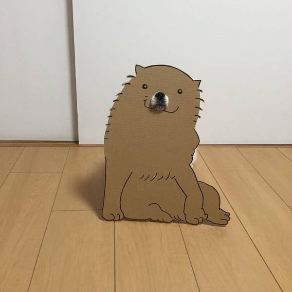 キュンかわ ダンボールをかぶったイヌが なんとも言えないくらいカワイイ