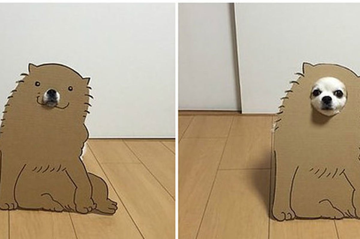 キュンかわ ダンボールをかぶったイヌが なんとも言えないくらいカワイイ