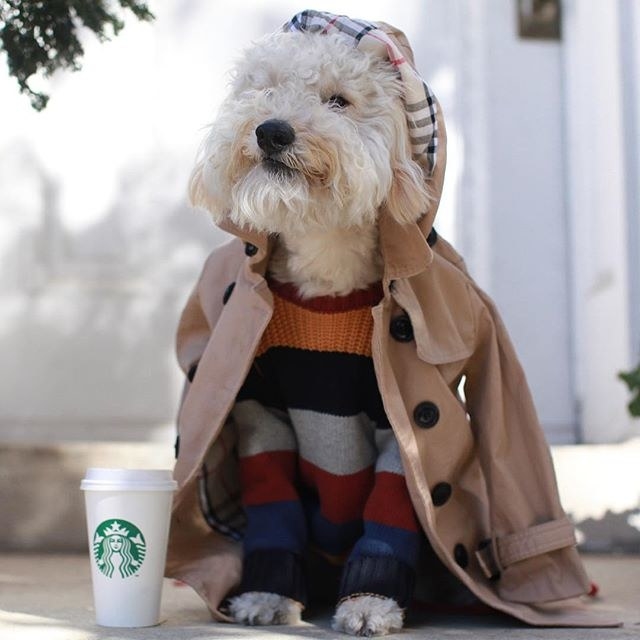 Venti Pumpkin Spice Puppuccino