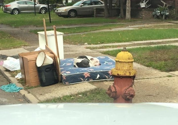 After Dustin Oliver got a tip about an abandoned dog, he arrived to find this: a pit bull curled up on a mattress, waiting for owners that weren't coming back.