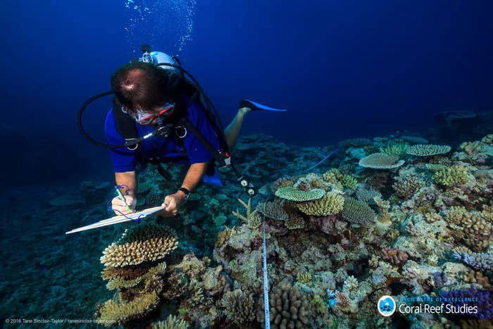Scientists Have Returned To Check On The Great Barrier Reef