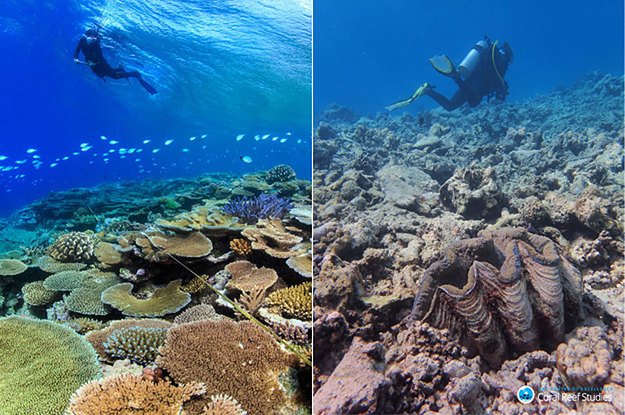 6 New Photos Of The Great Barrier Reef After The Bleaching Crisis ...