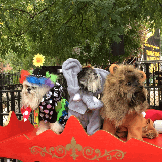 These dogs have better costumes than I ever will