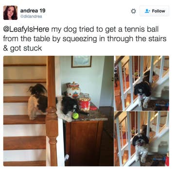 Dogs Who Failed Spectacularly
