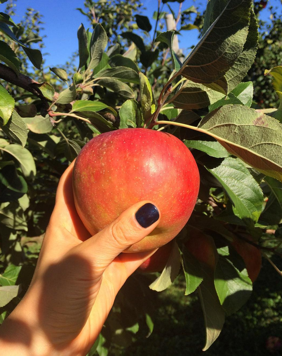 An apple to lure even the fallen: Honeycrisp – sue's news