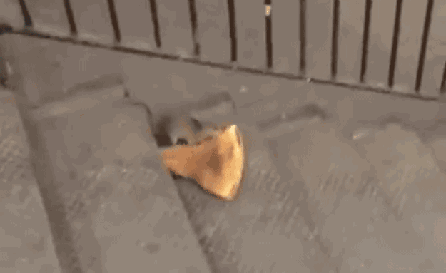 How to: Paint whiskers on your face and eat pizza. The meme itself might be dated, but pizza is forever.