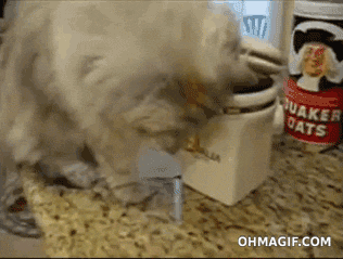 This cat is singlehandedly changing the reputation of felines everywhere.