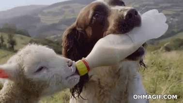 Just try not to say "aw." You can't.