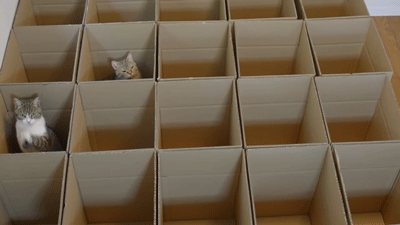 You know Christmas time means free toys for your cat...