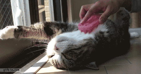 Oopppsss....forgot to take a shower. To busy grooming the cat....