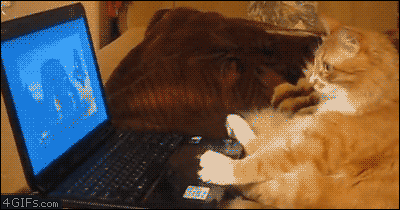 Their favorite show is your favorite show...