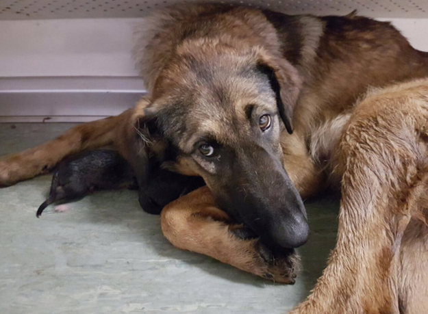 A homeless dog went into labor on a Moscow subway train Monday morning, giving birth to a litter of adorable little pups.