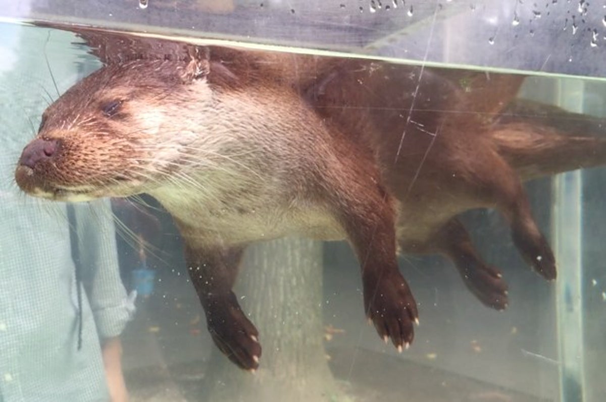 い 生きてる 一瞬ハラハラする 浮き寝カワウソ が愛くるしい