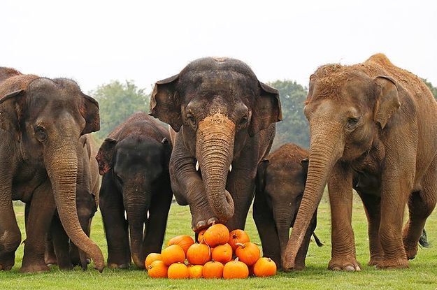 Watch These Elephants Joyfully Crush Halloween Pumpkins