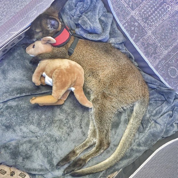 a wallaby holding a stuffed animal and sleeping