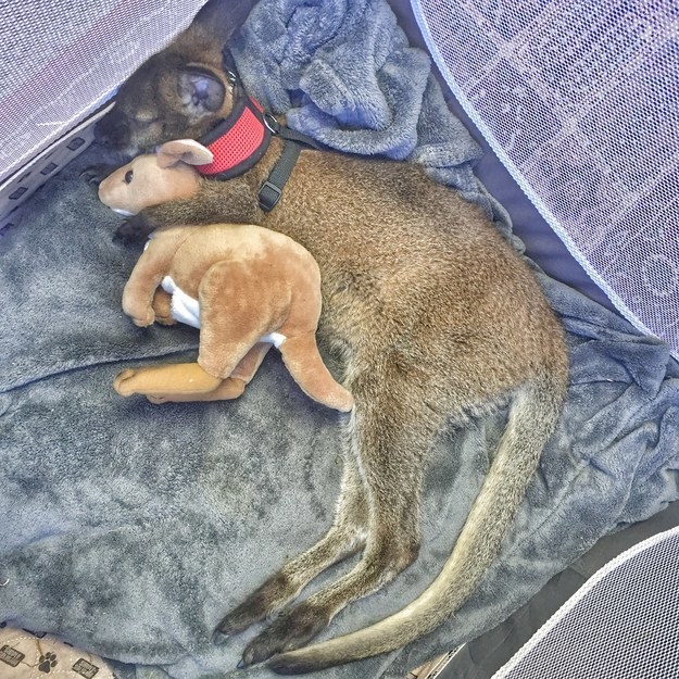 This little wallaby with his favorite toy.