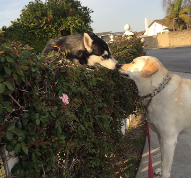 The Is Obsessed With This Photo Of Two Dogs Kissing