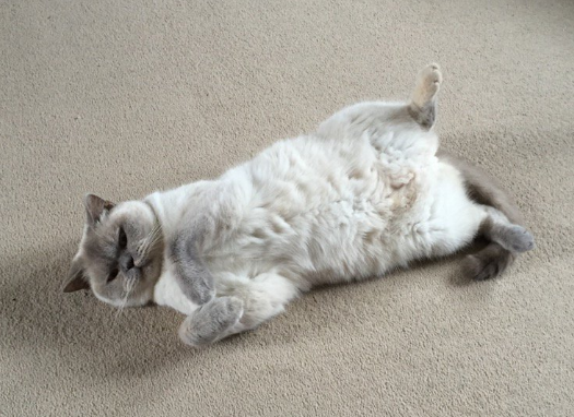 16 Cats Who Hate How Fluffy They Are