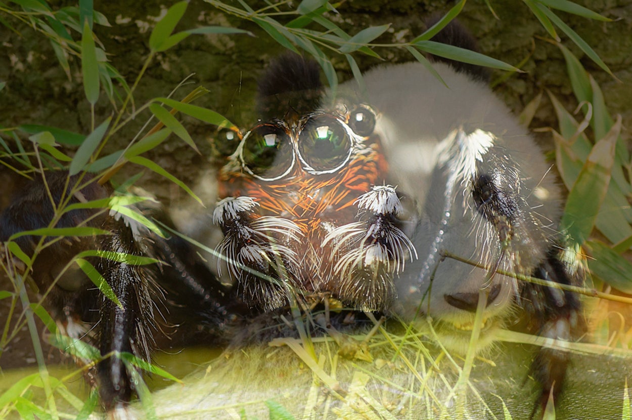 Can You Ignore These Adorable Spiders And Identify The Animal?