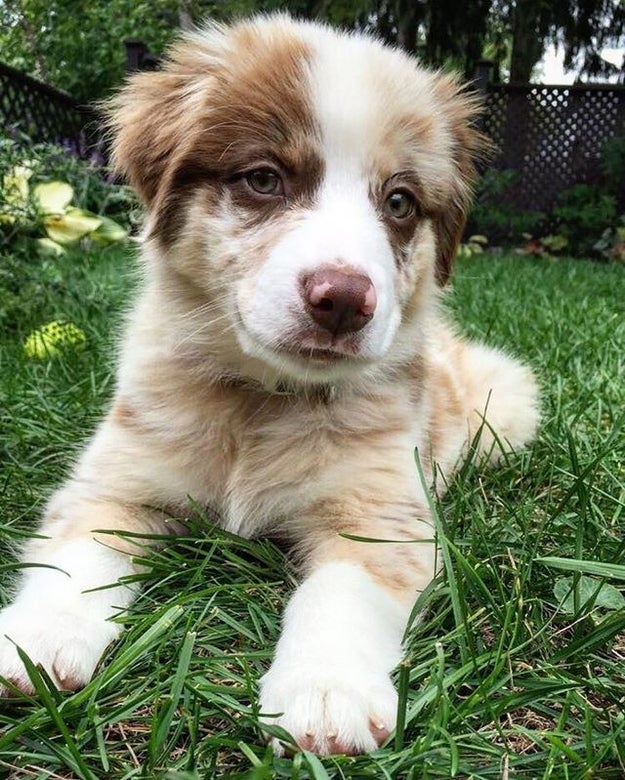 17 Reasons Australian Shepherds Are The Worst Possible Breed Of Dog You ...