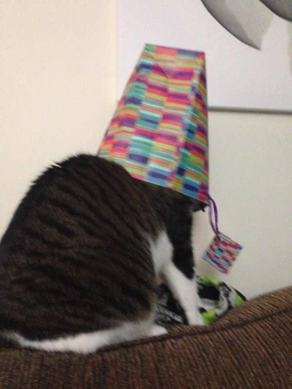 おバカな猫 の写真をお楽しみください おバカな猫 の写真をお楽しみください