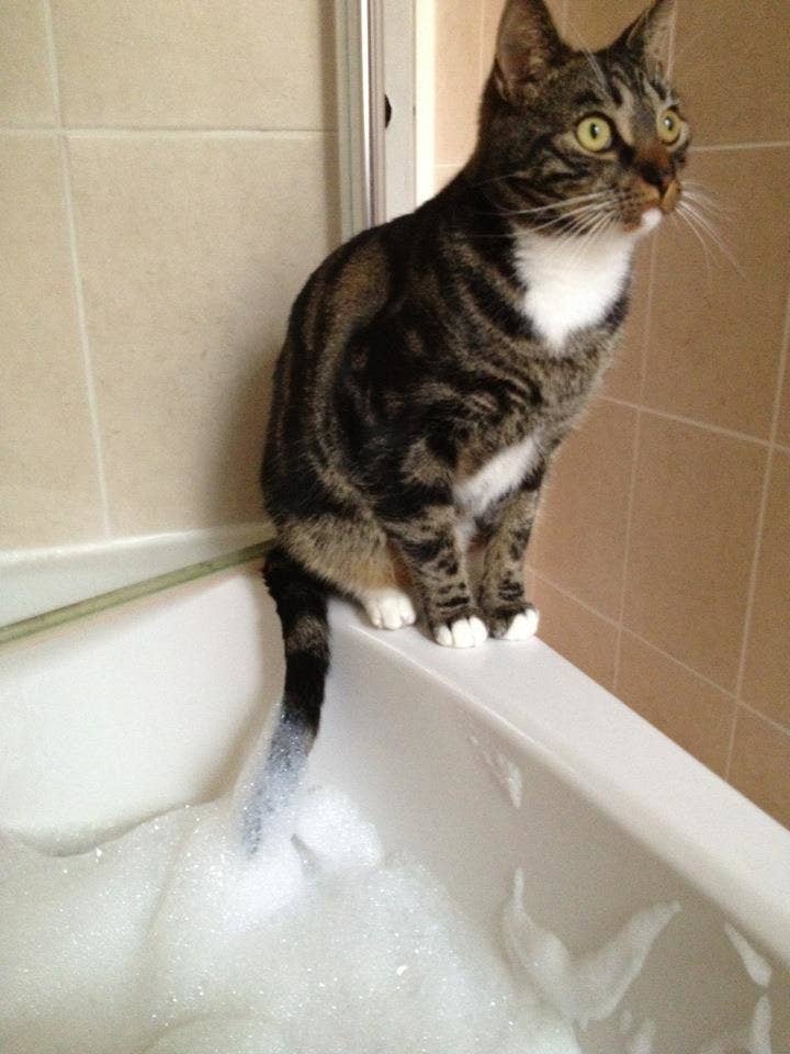 おバカな猫 の写真をお楽しみください