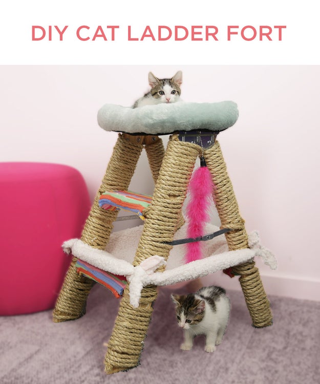 This Cat Jungle Gym Will Have Your Feline On Cloud Nine