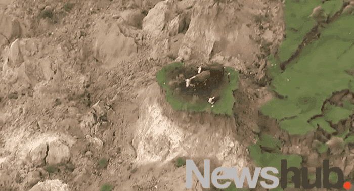 Relax The Cow Family Stranded By An Earthquake Is Safe And Sound
