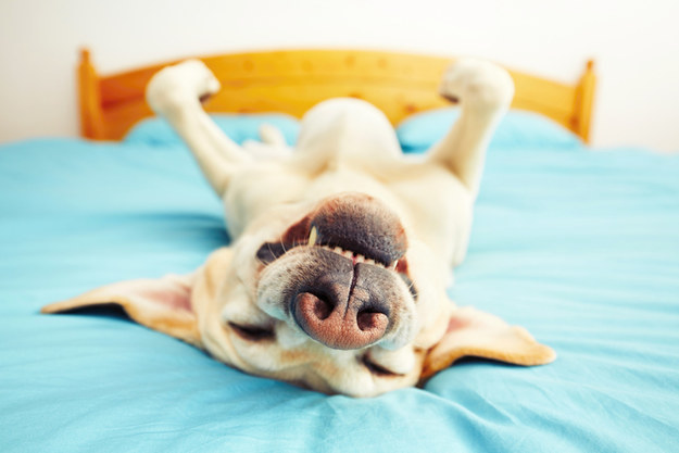 犬派