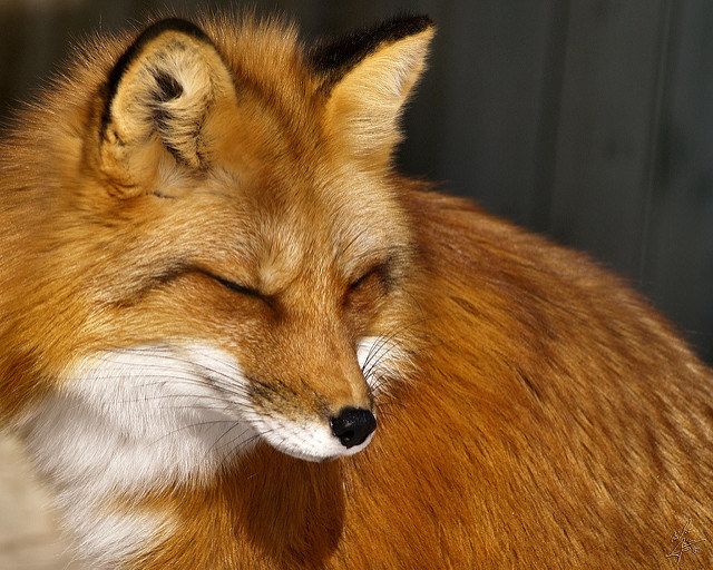 16 Foxes Who Dont Give A Flying Fuck About You Or Your Feelings