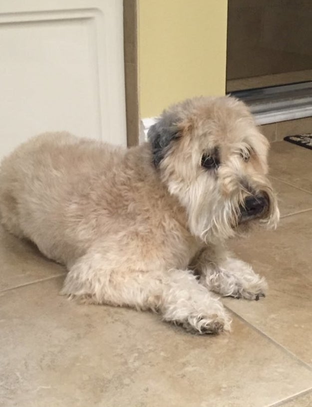 Most dog owners are familiar with their pets looking ugly AF post-haircut. Abby, the dog of the Neel family, is no exception. Here she is in her ~natural~ form.