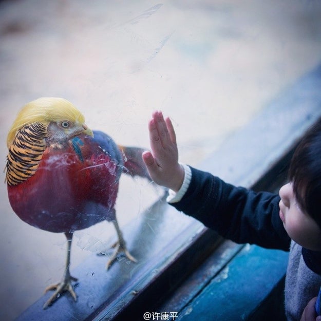 The bird is a golden pheasant that belongs to the Hanzhou Safari Park in Zhejiang Province.