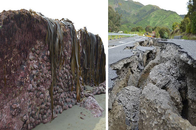New Zealand S Earthquake Literally Lifted The Sea Floor 2