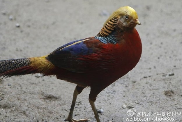 It was reportedly not much of an attraction until recent days, when tourists noticed that its "hairstyle" was similar to that of Trump.