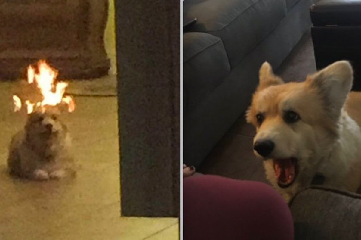 People Think This Dog That Looks Like It S On Fire Is A Meme Irl