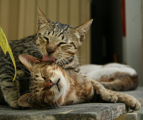 Look at this lil kitty licking her friend! That's real love!