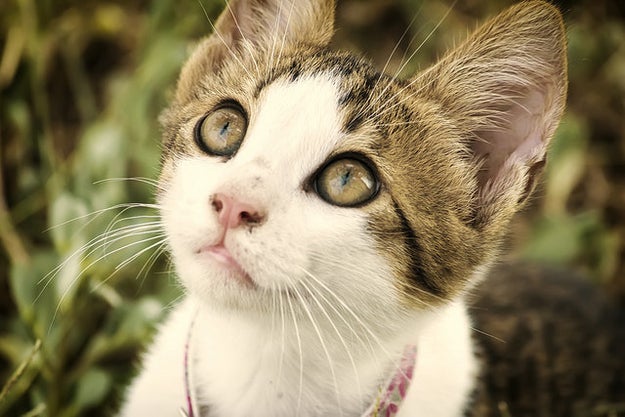 Now gaze upon this cat's precious lil eyes.