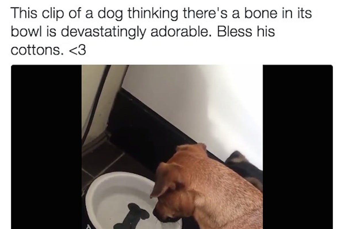 Dog Won't Give Up Trying to Eat Bone in Her Water Bowl [Video