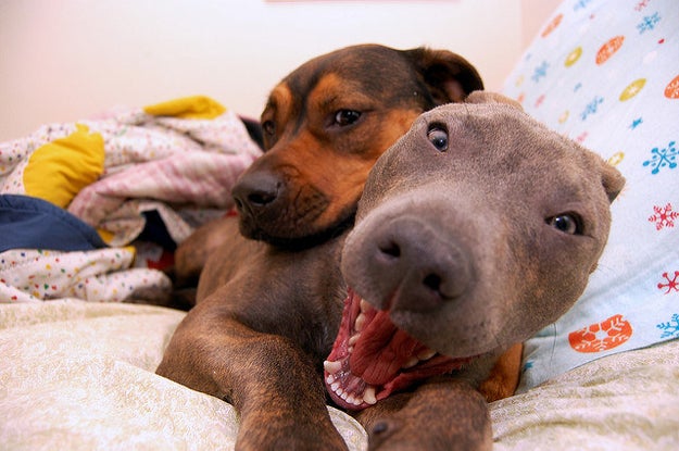 Ok, first look at how shocked this pup is that his friend is using him as a pillow. SHOCKED!