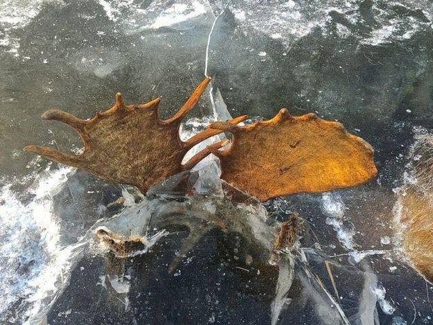 Bill Samuel, a moose expert at the University of Alberta in Canada, told National Geographic that while he has never seen anything like it, the enormous strength of moose bulls, combined with the irregular shapes of their antlers, can result in vice-like entanglements.