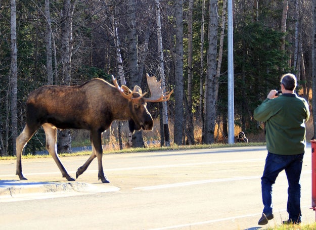 Jeff Erickson wrote on Facebook that he and Brad Ungalek came across the moose encased in ice near Unalakleet, Alaska, along the Bering Sea.

Moose bulls tend to be most aggressive toward each other in the fall during mating season, and were likely battling over a female or territory.
