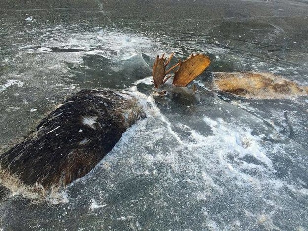 As in, they literally somehow drowned while fighting each other to what ended up being the death. And then the water froze.