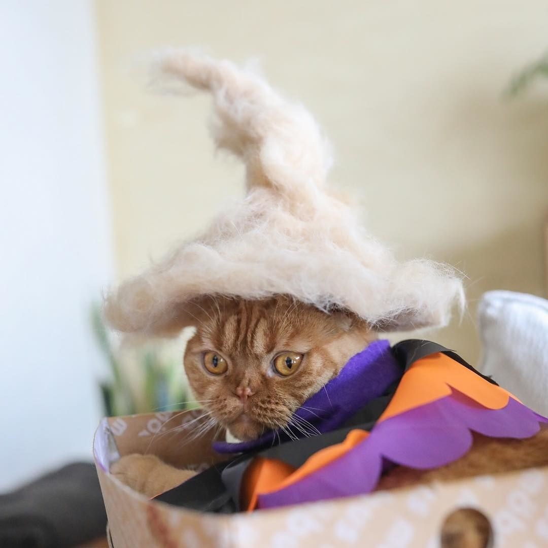 Meet the newest cat wizard.