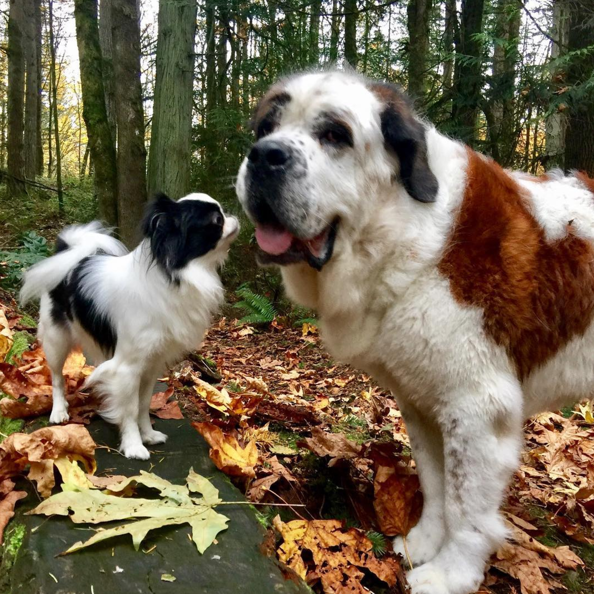 can a akita and a saint bernard be friends