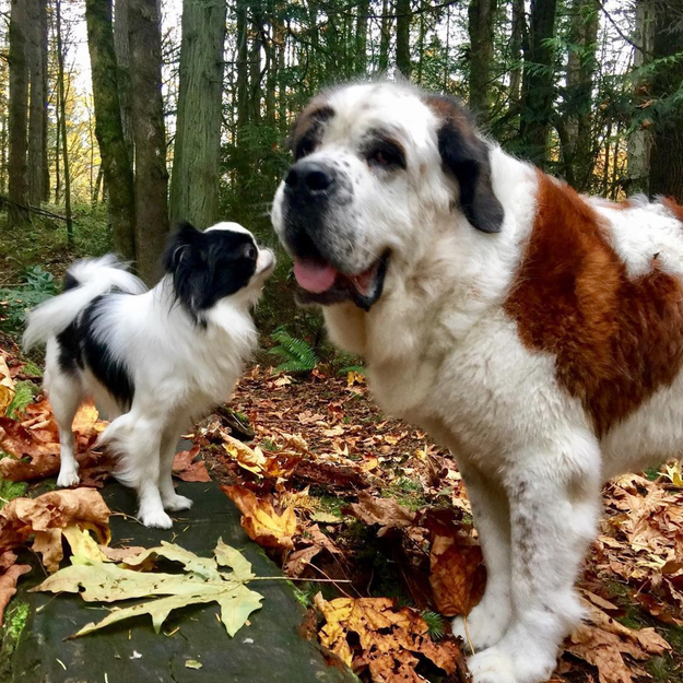 This tiny Japanese Chin is Lulu, and the Saint Bernard she's gazing at is her big brother, Blizzard.