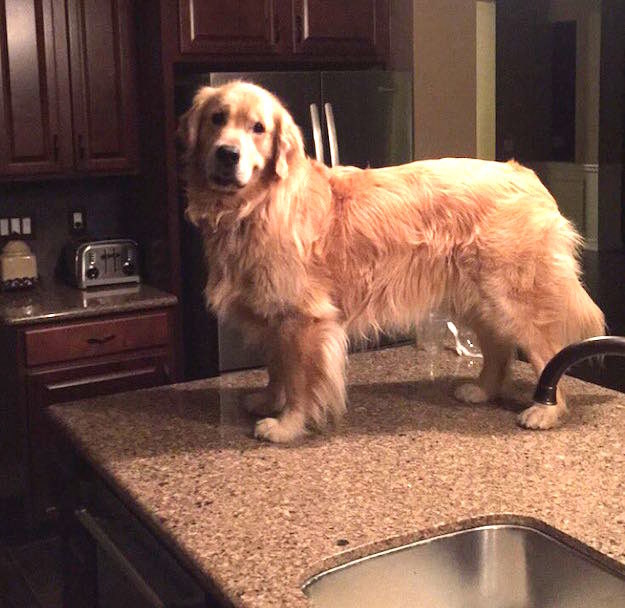 2016 got you down? Well take a look at Cooper the dog, who is so proud to have climbed up on the counter by himself.