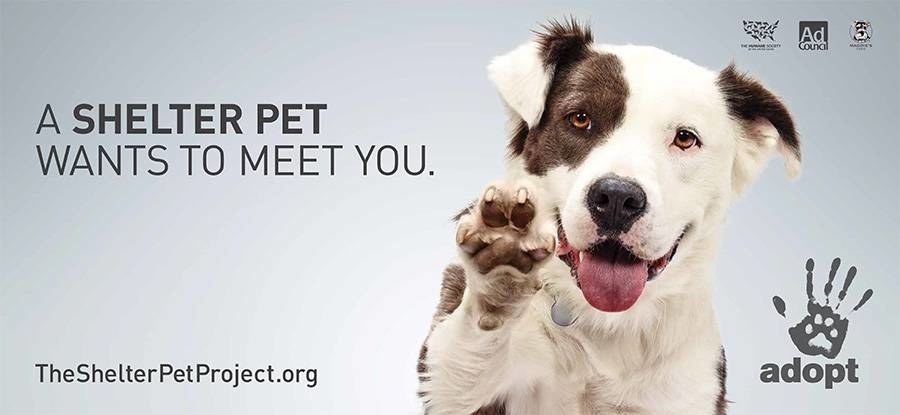 The Shelter Pet Project is the result of a collaborative effort between two leading animal welfare groups, The Humane Society of the United States and Maddie’s Fund, and the leading producer of public service advertising (PSA) campaigns, The Ad Council. Their goal is to make shelters the first place potential adopters turn when looking to get a new pet, ensuring that all healthy and treatable pets find loving homes. They do this by breaking down misconceptions surrounding shelter pets and communicating that “A person is the best thing to happen to a shelter pet. Be that person. Adopt."The Shelter Pet Project, launched in 2009, is a public service ad campaign focused on spreading the word that pets in shelters are wonderful and lovable, and encouraging potential adopters to consider the shelter as the first place to look when acquiring a “new best friend.”